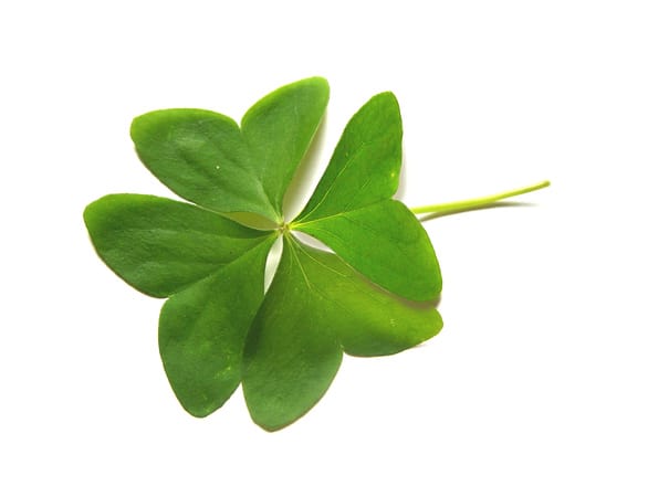 four leaf clover 1395423