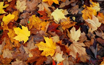 Fall Colors of the Inland Northwest