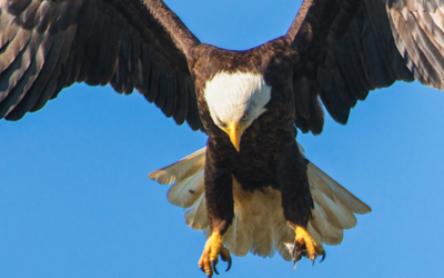 Eagle Watching and Boating on a Lake Cruise!