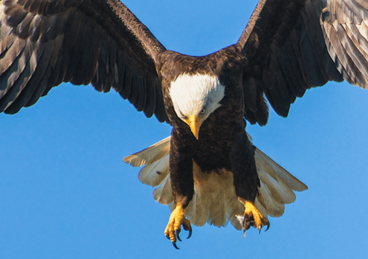 Eagle Lake Cruise