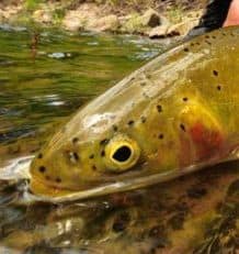 Trout Fishing