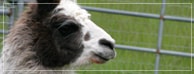 Seven Star Alpaca Ranch