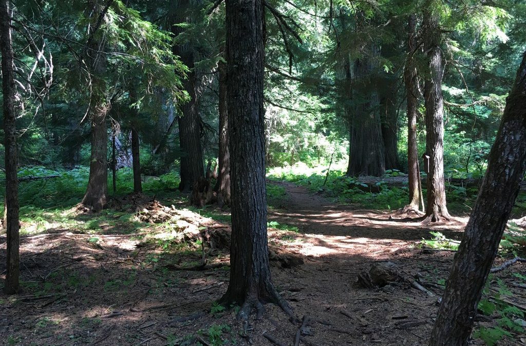 ￼Roosevelt Grove’s Ancient Cedars