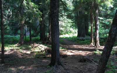 ￼Roosevelt Grove’s Ancient Cedars